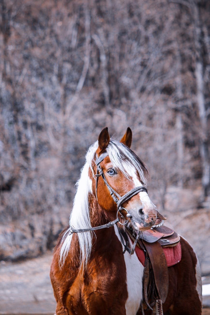 close up shot of a horse