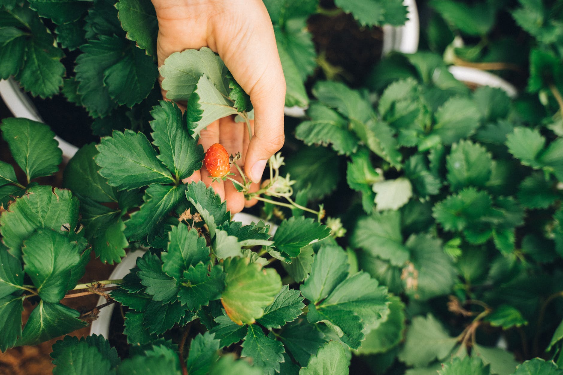 a person picking a strawberry