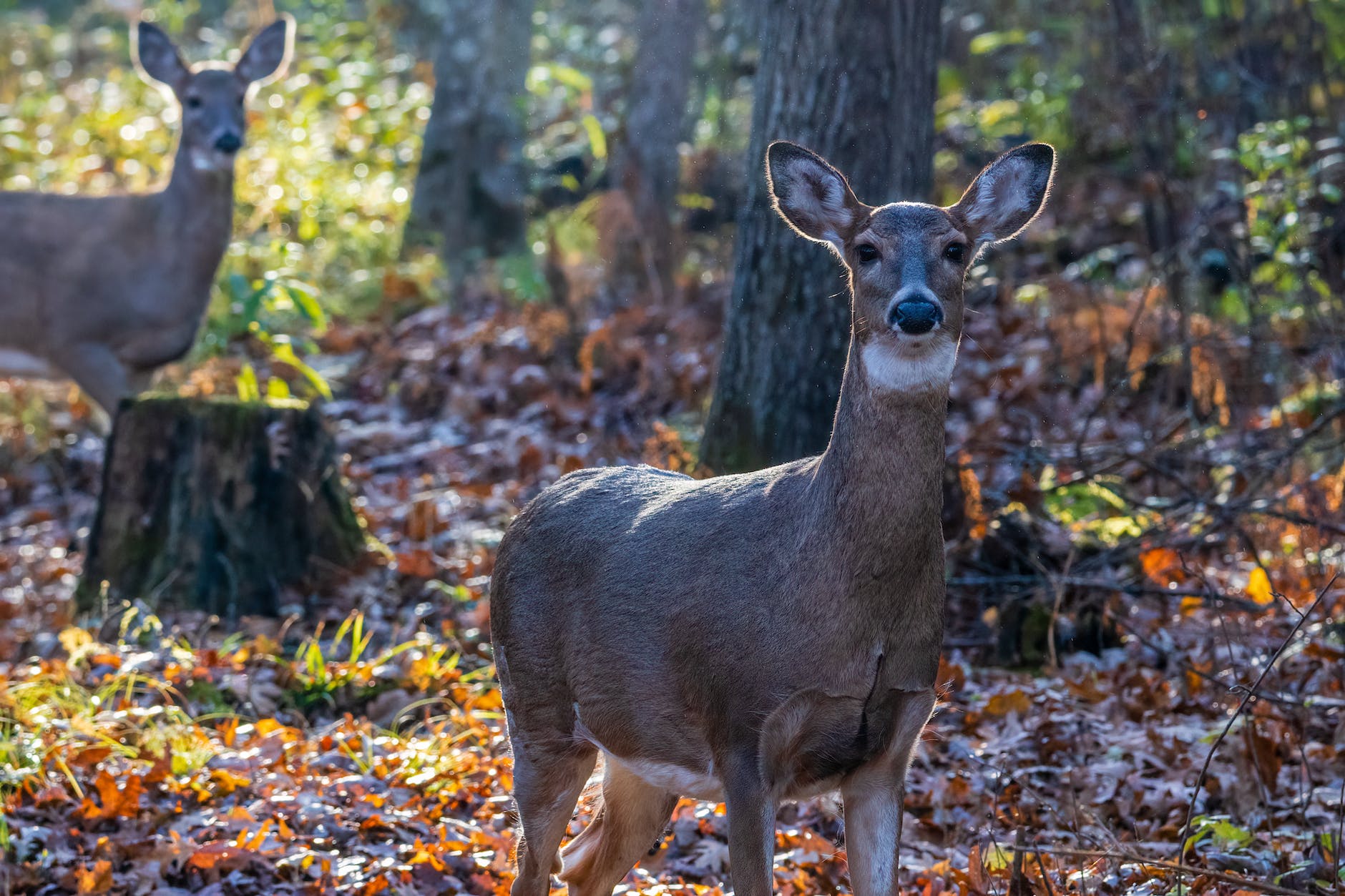 brown deer standing on brown leaves
