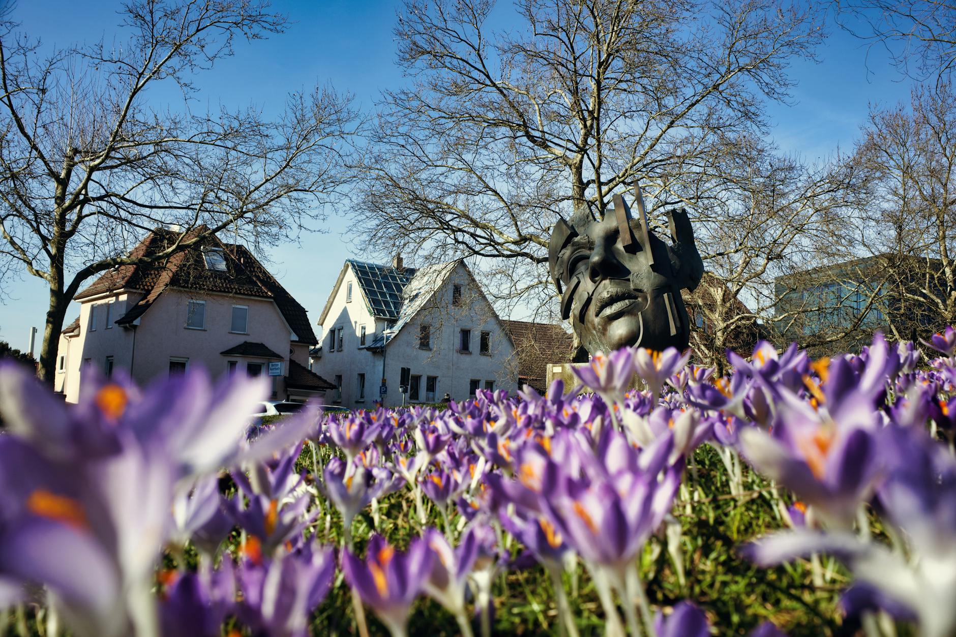 view of purple crocuses and a modern sculpture of a face in a park