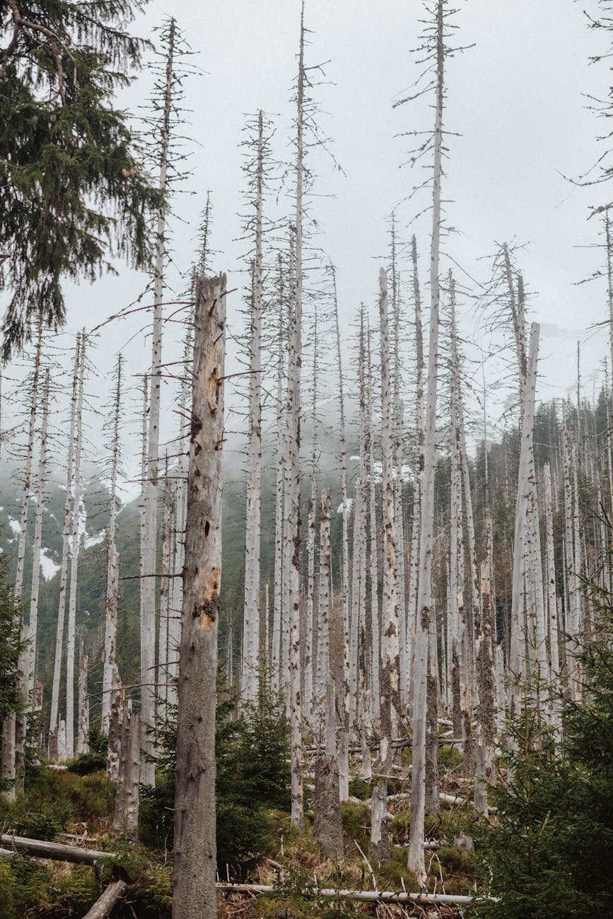 brown bare trees under gray sky