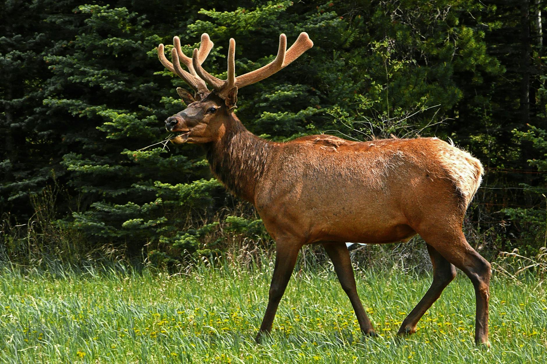 brown buck on green grass during daytime