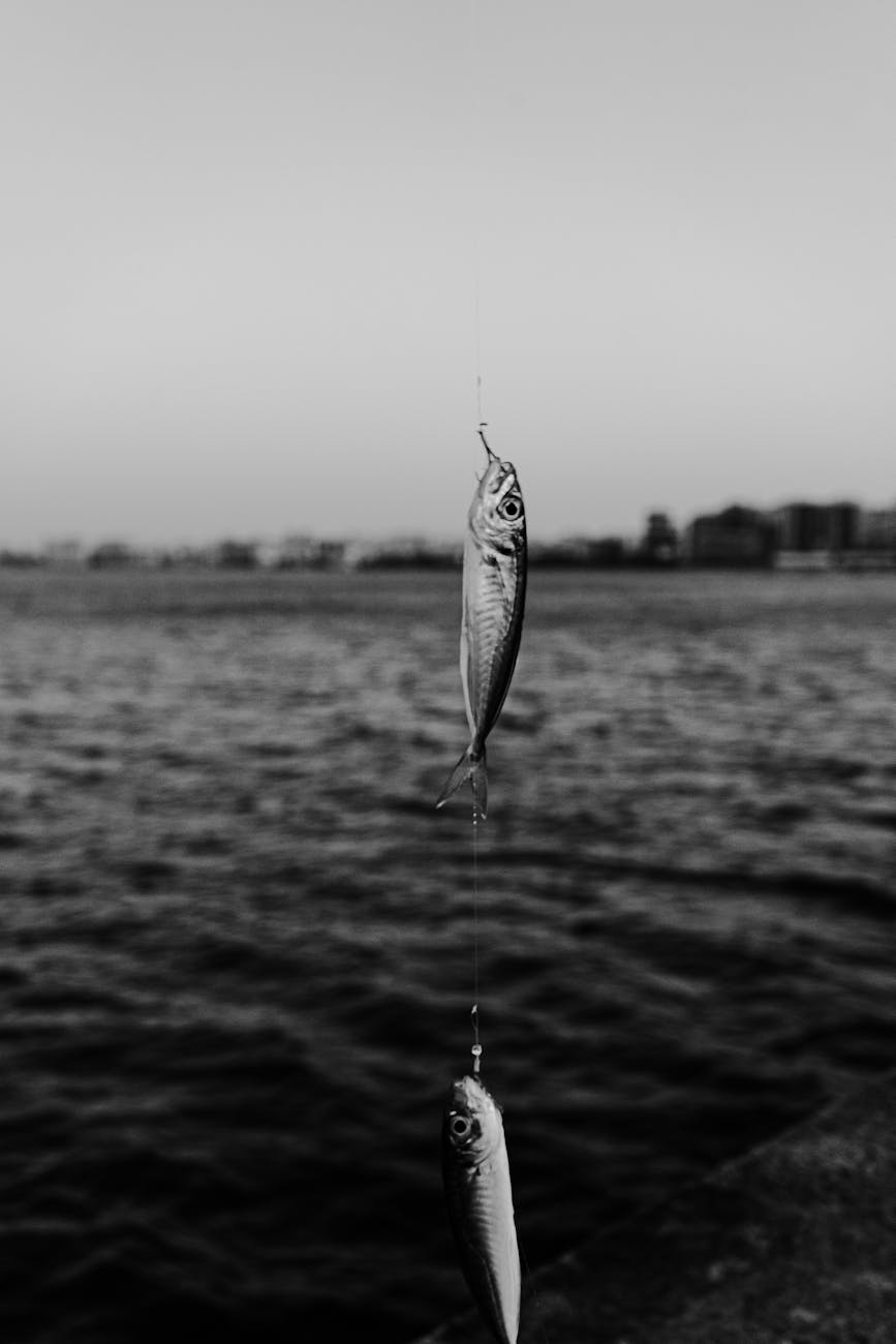 grayscale photo of two fish in a fishing line