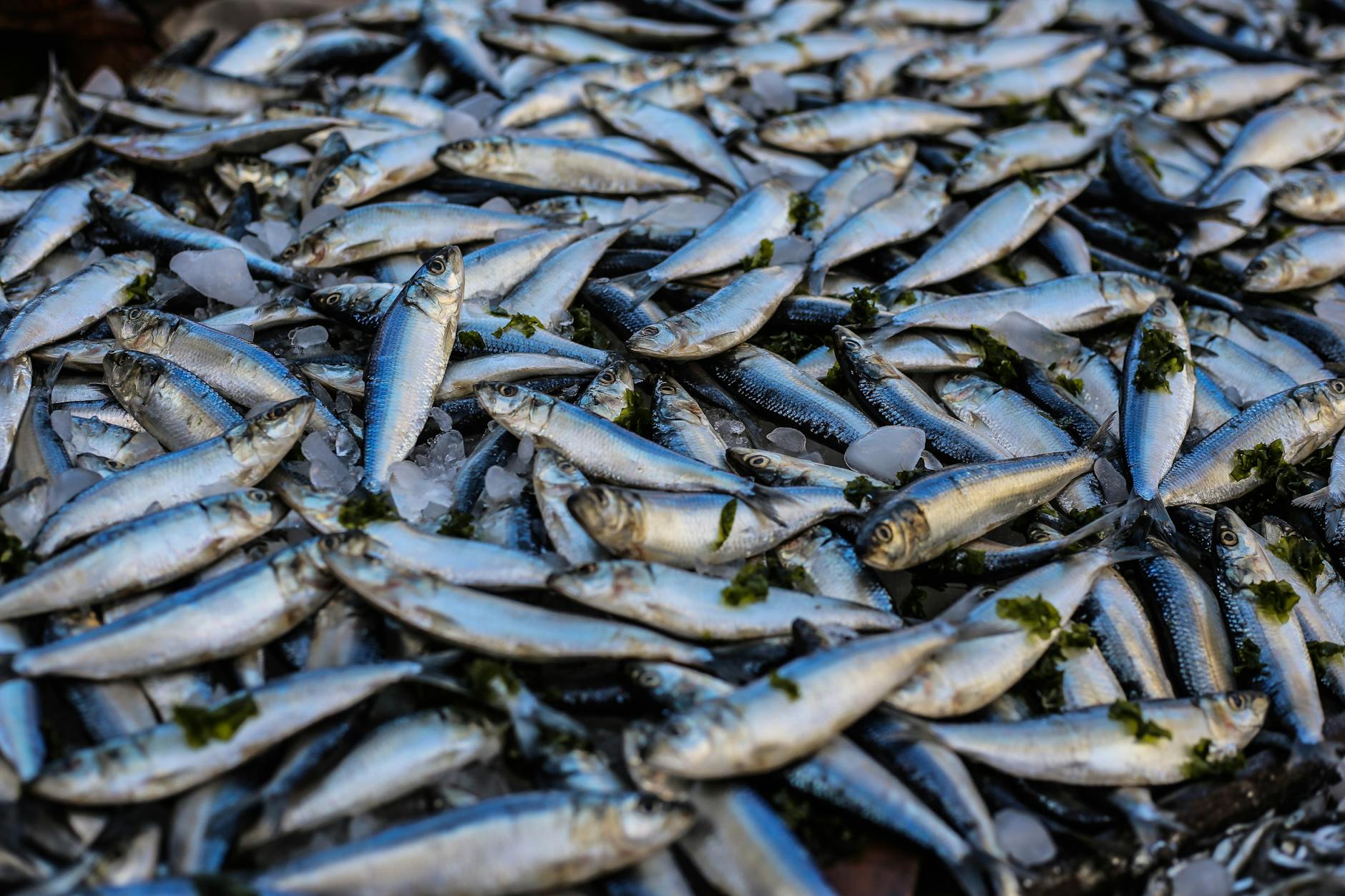 photo of pile of fish
