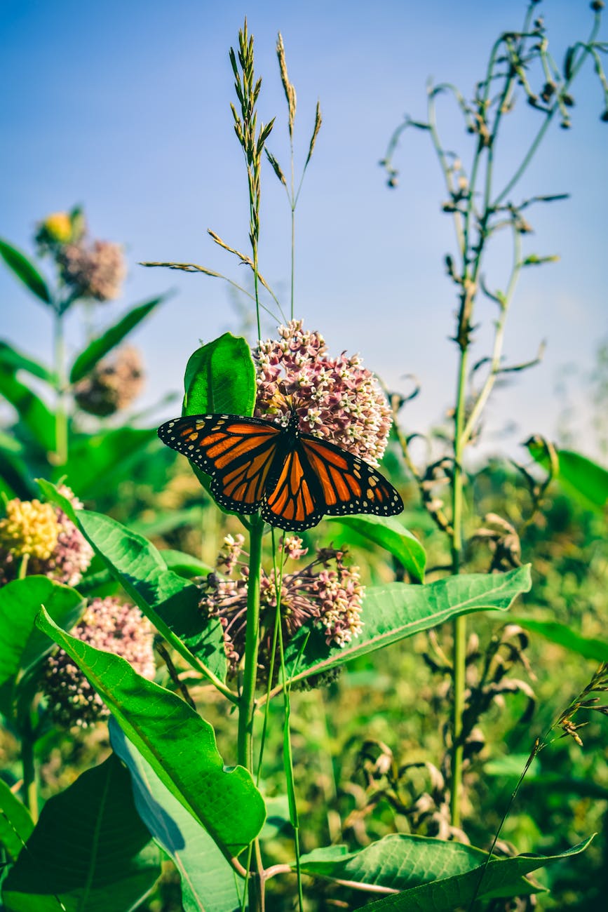 photo of a brown and black monarch butterfly on a flower