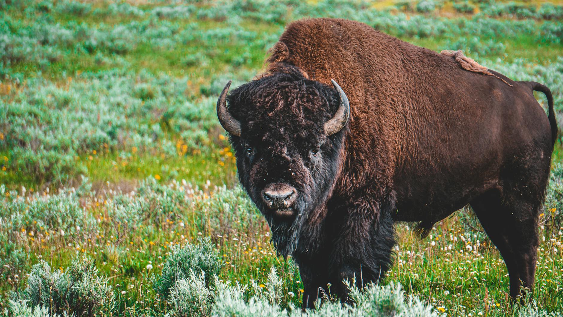 photo of bison on grass field