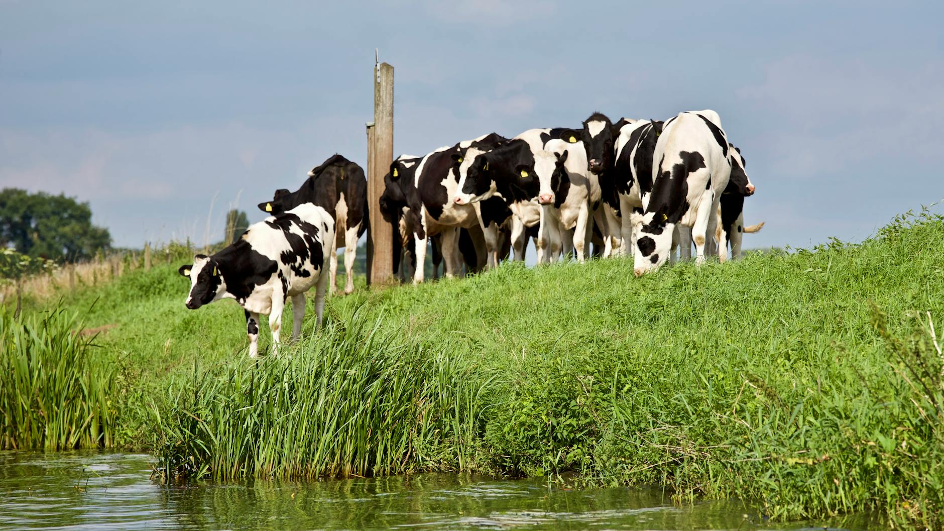 group of black and white cows near river