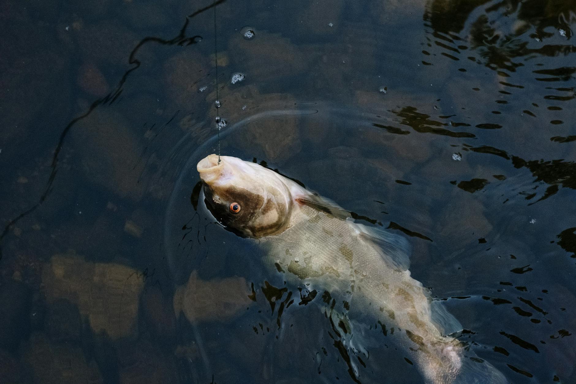 white and gray fish on water